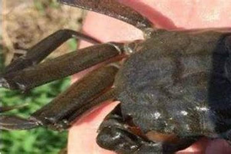 河蟹塘伊乐藻老化发硬补什么肥？