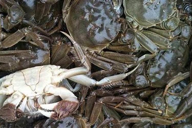 螃蟹池子的经常下+磷肥+可以吗？