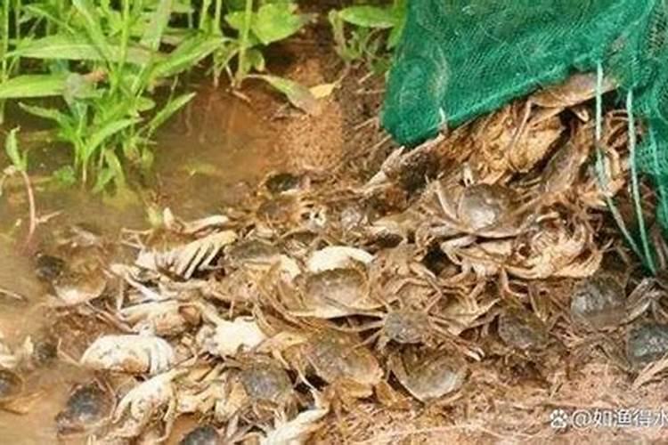 螃蟹养殖后期水肥好还是水瘦好？