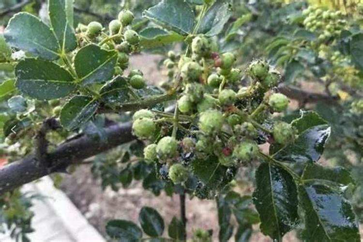 花椒树施什么化肥好