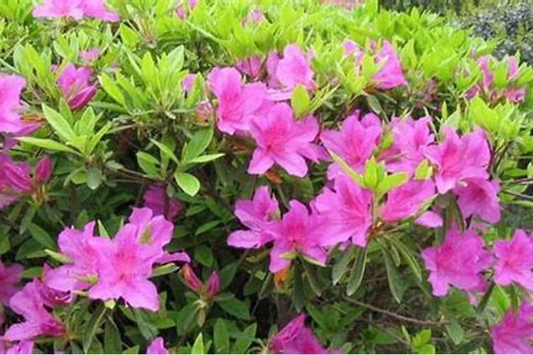 杨树用复合肥还是尿素好？