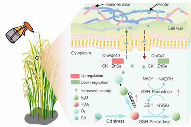 百香果什么时候施肥 种植百香果什么时间施肥最好