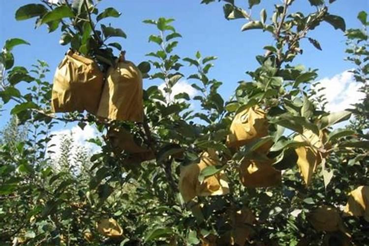 桃树保果用什么药最好