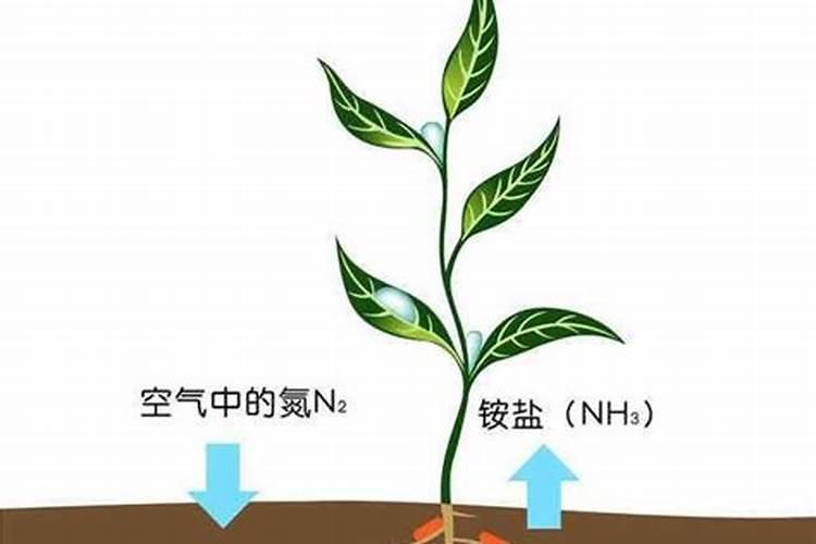 雷电会使雨水产生氮肥吗