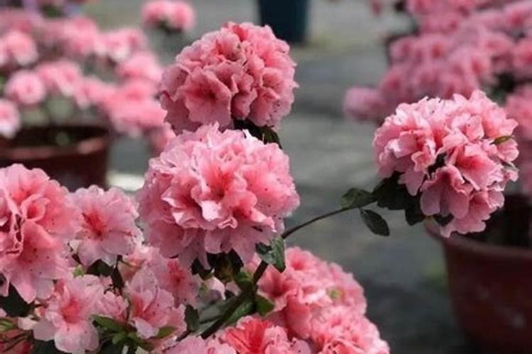 杜鹃施肥正确方法