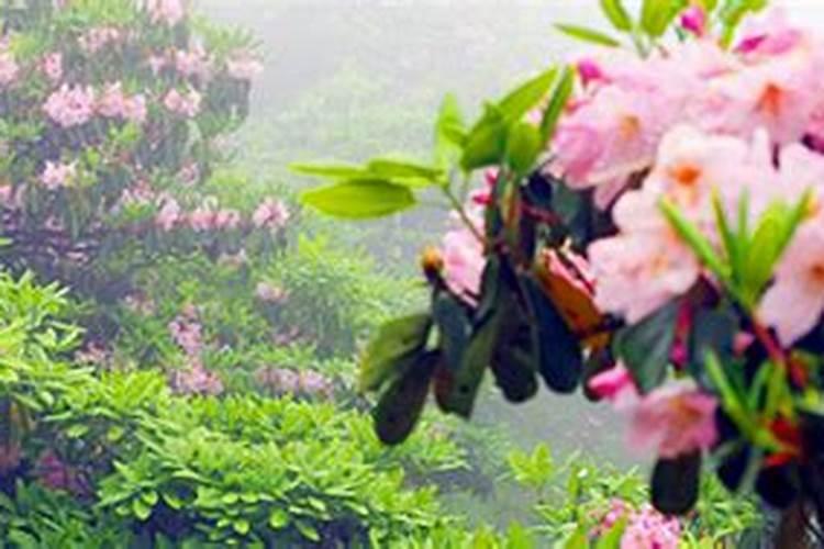 杜鹃花怎样浇水施肥