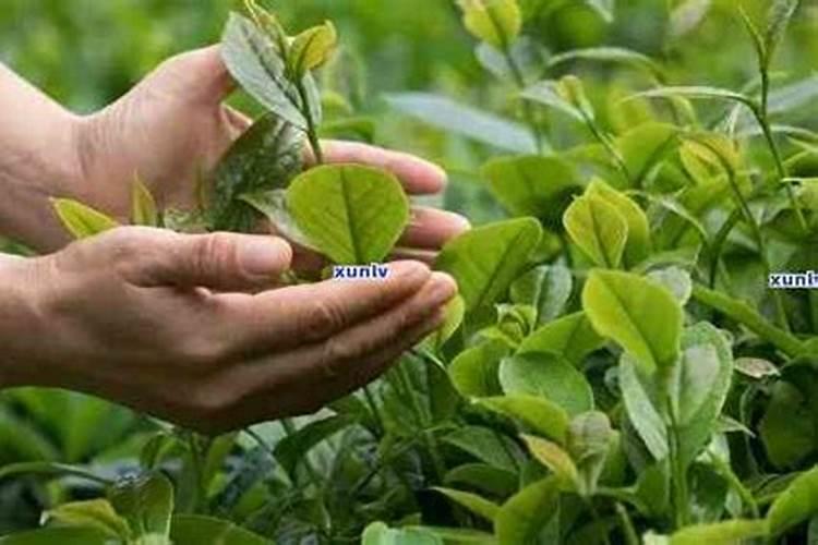 茶苗移栽最佳时间 移栽后多久施肥