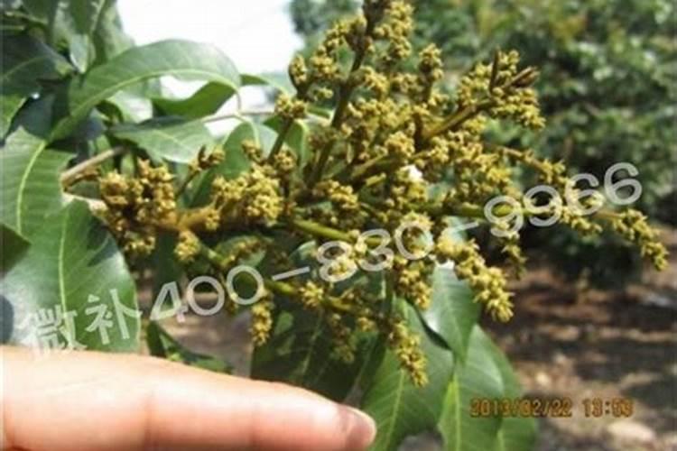 龙眼用硼肥料怎么施肥