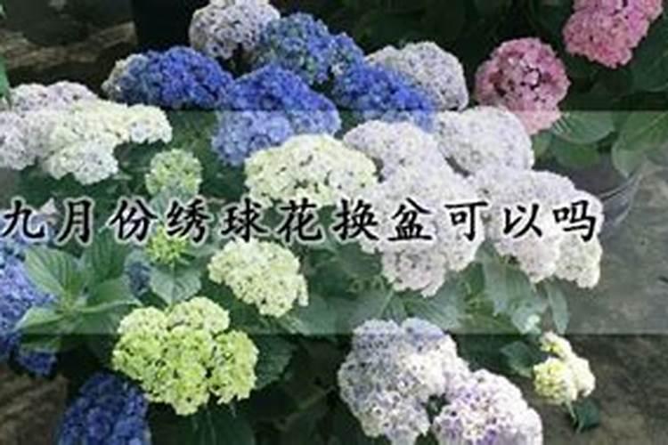 绣球花施什么肥最好