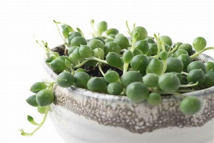 翡翠万年青的养殖方法