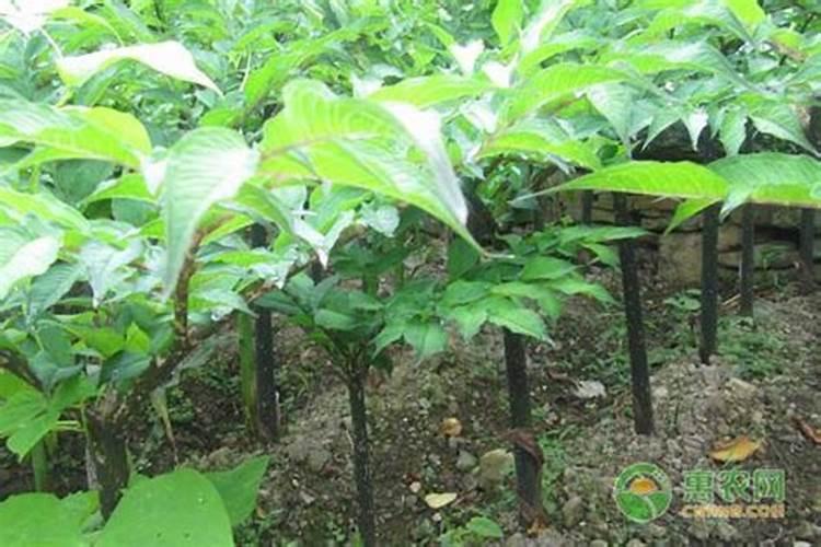 磨芋栽培技术和方法