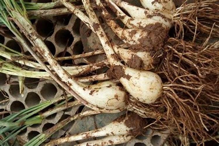 荞头施什么肥好