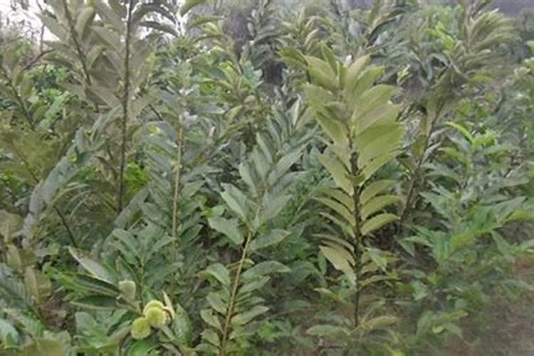 板栗树用什么肥料最好？