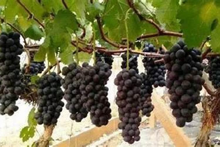 葡萄挂果期施什么肥料好？葡萄结果期冲施什么肥料好？