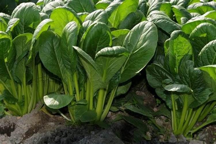 玉米出穗后施什么肥好