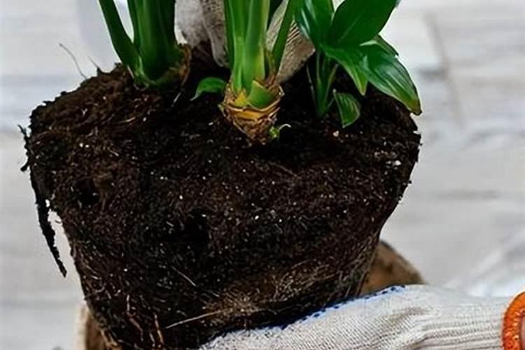 花卉开花需要什么肥料