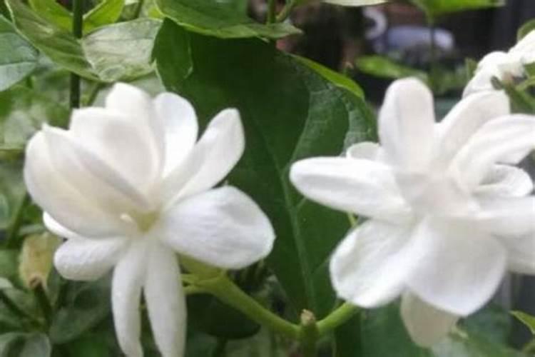 茉莉花施什么肥好,茉莉花施磷钾肥和有机肥最好