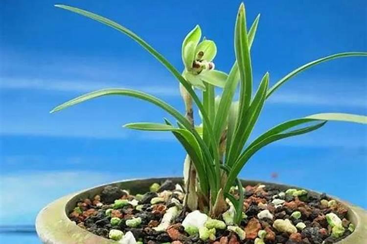 新栽兰花叶面可以喷水吗