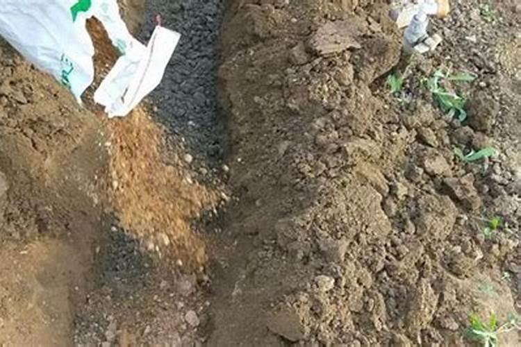 芝麻油的沉淀物可以用来做花卉肥料吗