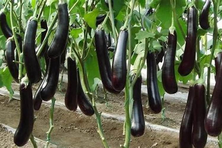 你好老师,种植茄子怎么施肥浇水？