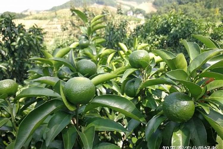 “万能”的芸苔素内酯,你用对了吗？附最全使用方案