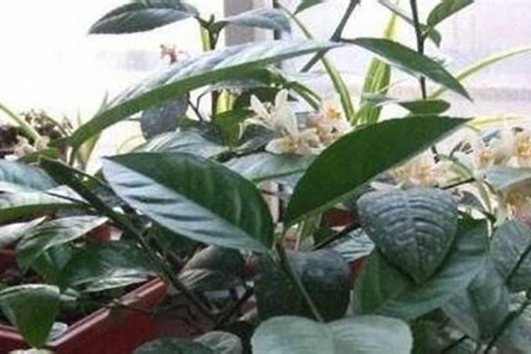 盆栽柠檬施什么肥？