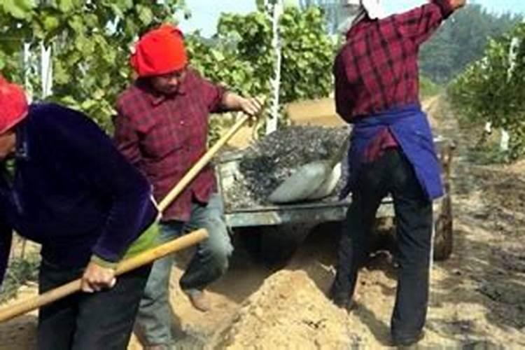 葡萄出土后什么时候浇水