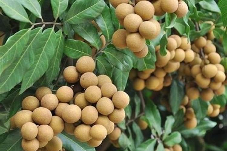 龙眼促花方法与技术要领