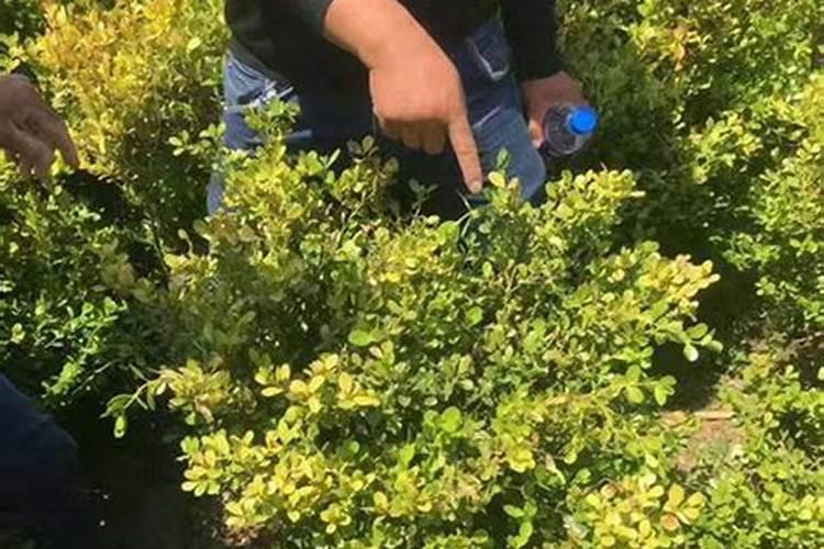 三个19水溶肥能当叶面肥喷施玉米吗？