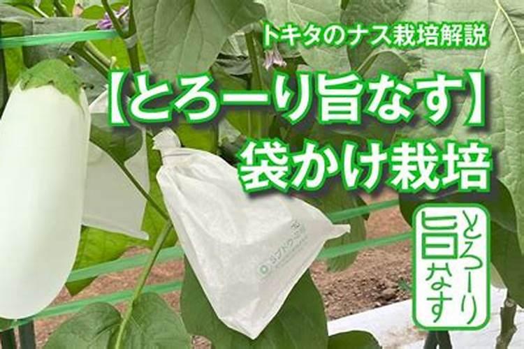 种茄子用什么肥料比较好？