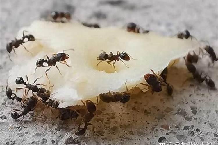 黄豆发酵后的肥料是什么