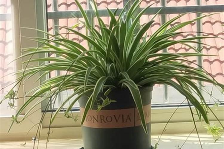 包心类蔬菜施肥,氮磷钾的比例,生物有机肥的作用