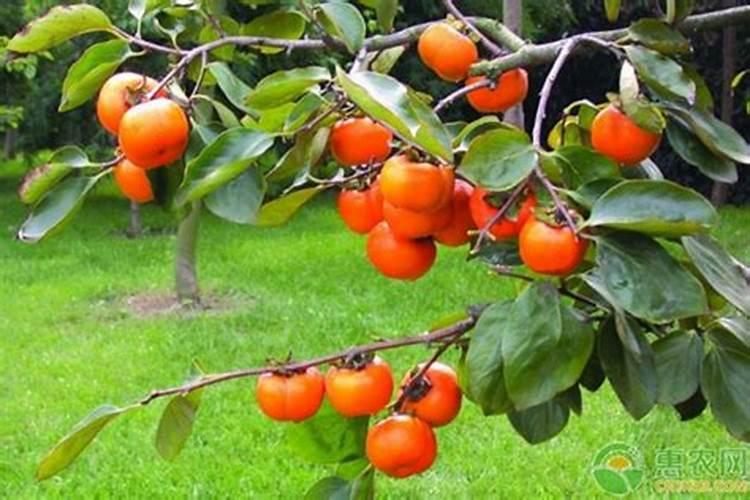 鱼蛋白在苹果树上什么时间使用