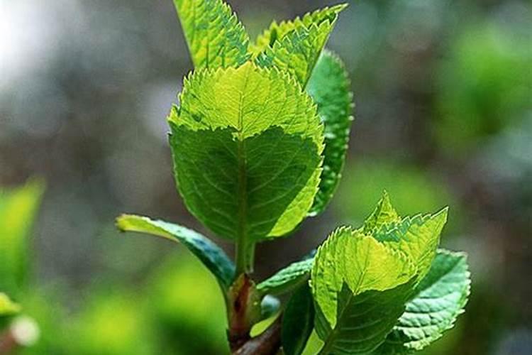 咪鲜胺与微量元素混用吗