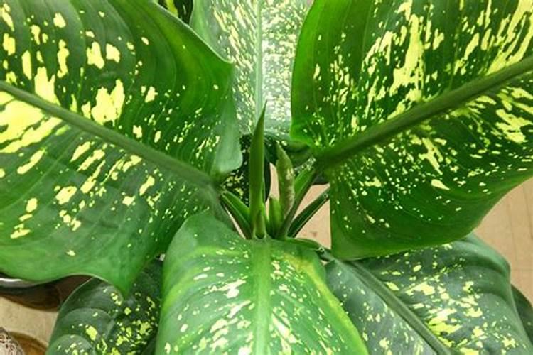 金心吊兰形态特征