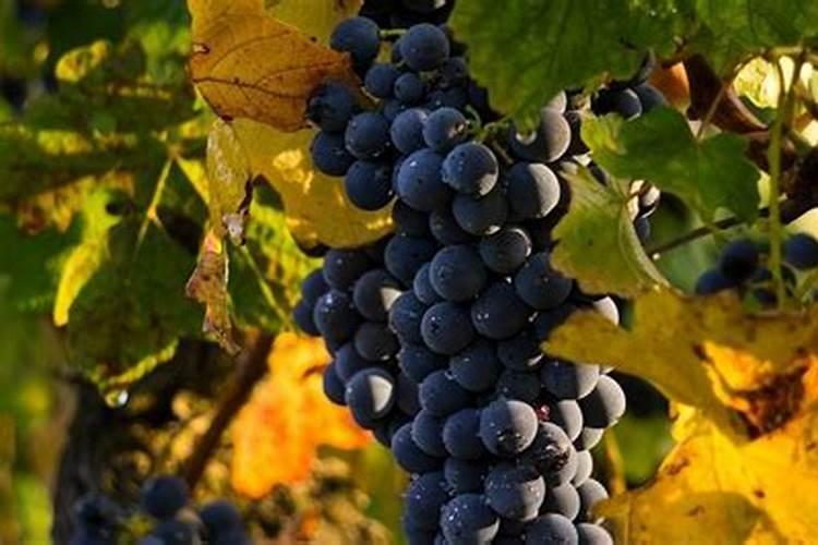 罗汉松枯叶病怎么办