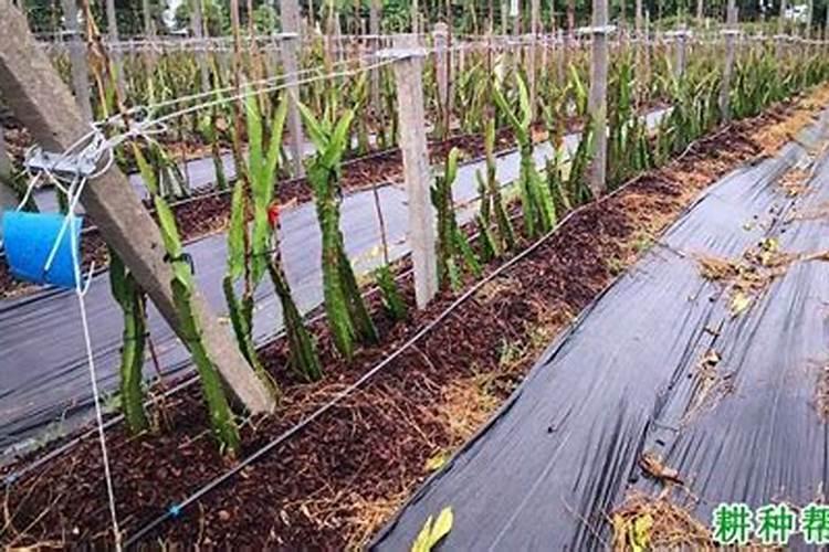 火龙果最佳施肥方法