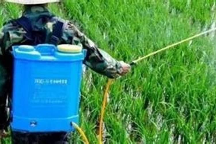 水稻化学除草方法及注意事项