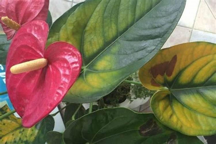 土培红掌怎么养？