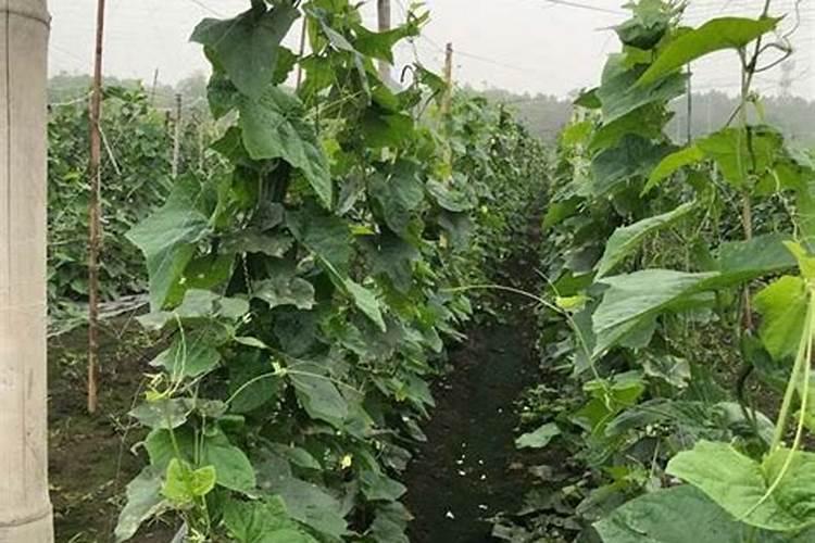 种丝瓜用什么肥料最好
