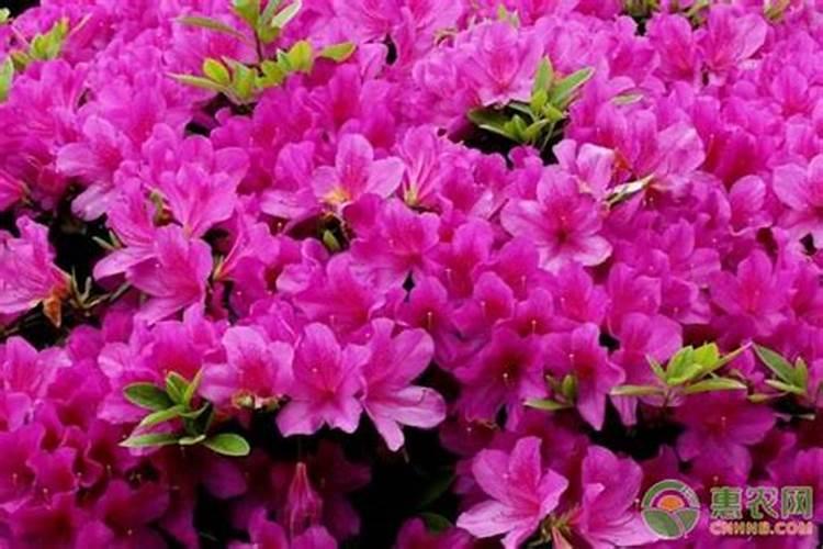 油橄榄为什么不开花结果