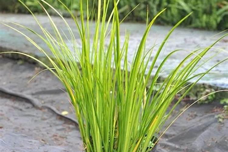 黄豆煮太久营养会流失吗