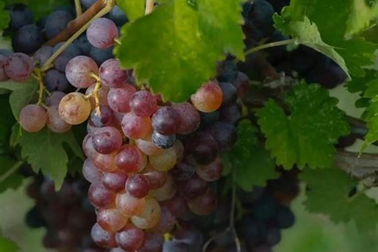 鱼蛋白在葡萄上色期可以使用吗