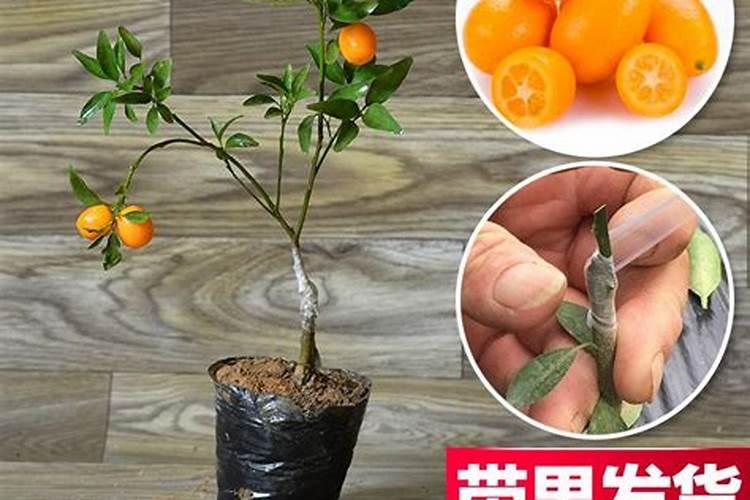 金桔施什么肥最好