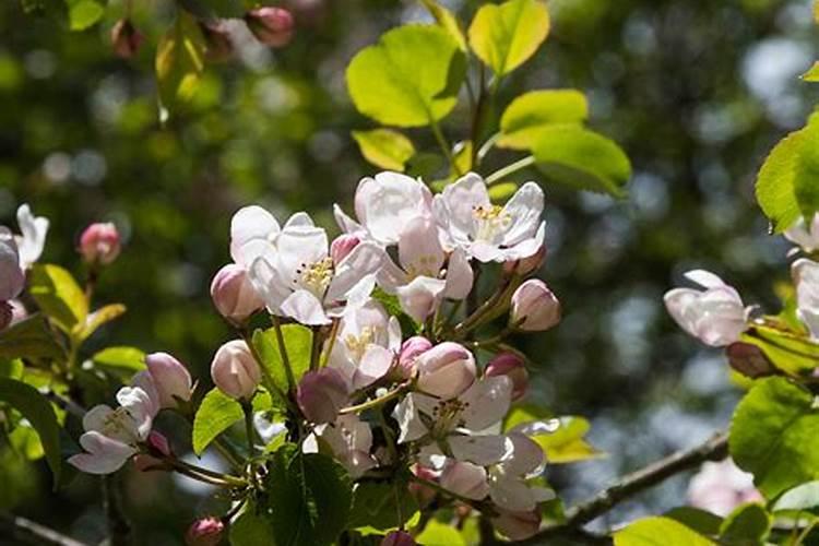 花芽分化用什么肥料好,什么肥料促进花芽分化