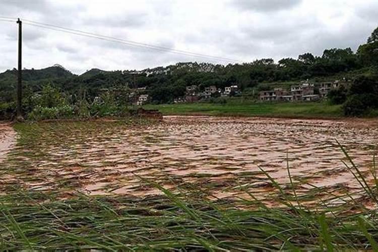尿素撤到地里,12小时后下雨有效吗