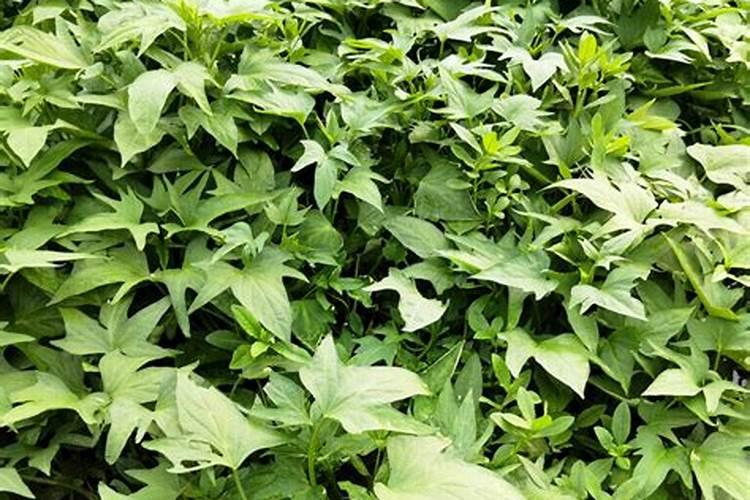 马铃薯用什么叶面肥好 打几次效果好