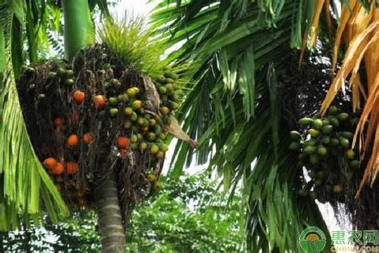 腐植酸水溶肥对油籽荚果拉长有作用吗