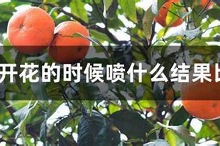 橘子树开花的时候可以浇水吗？