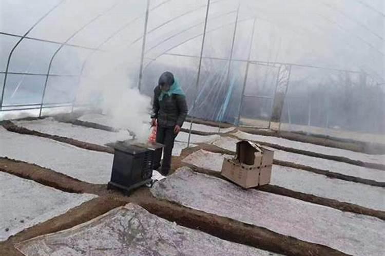 农作物防冻药有哪些